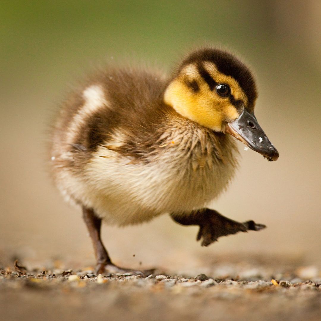 Ducklings Rouen My Pet Chicken