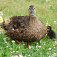 Rouen duck with baby ducklings