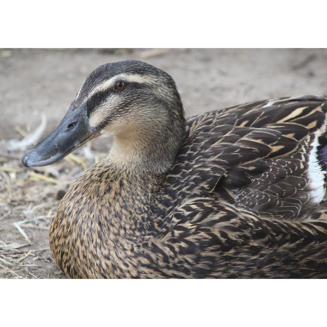 Ducklings Rouen My Pet Chicken
