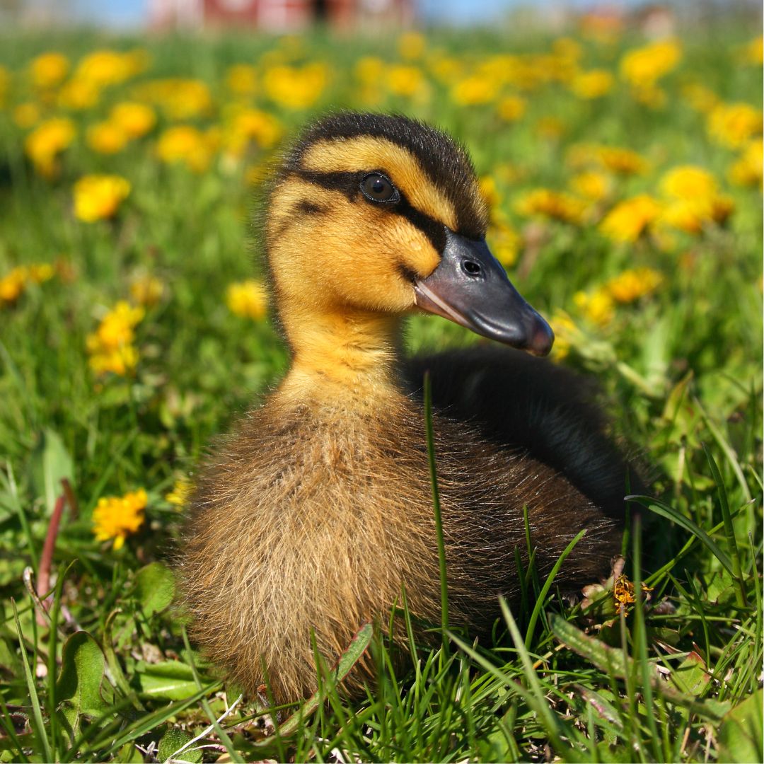 Rouen baby duckling
