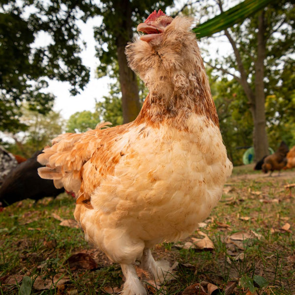 Pullet Salmon Faverolles, Shipping Week of My Pet Chicken