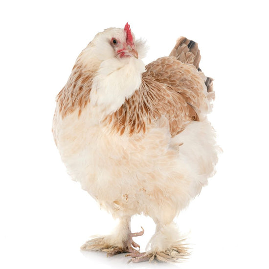 Baby Chicks Salmon Faverolles My Pet Chicken