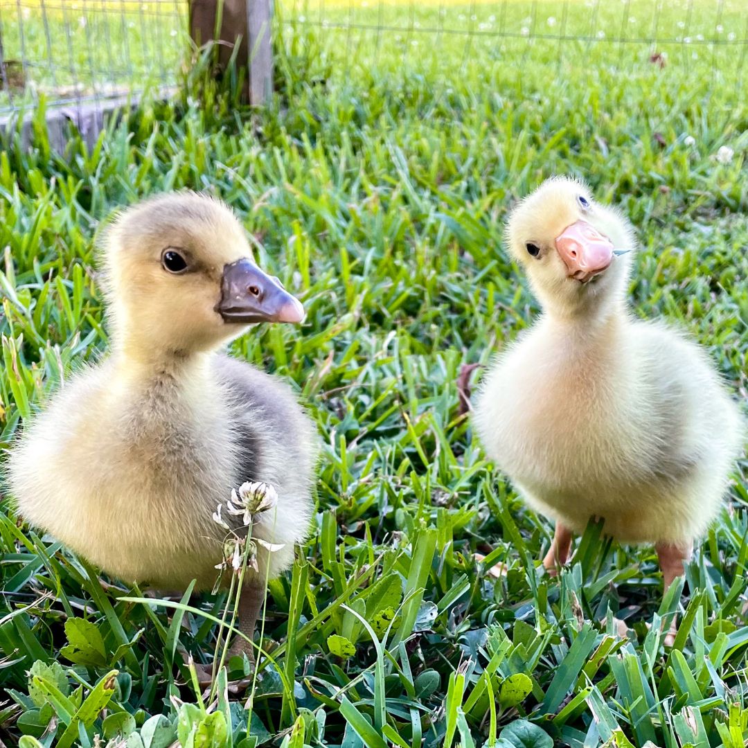 Sebastopol goslings