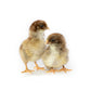 Silver Penciled Plymouth Rock baby chicks