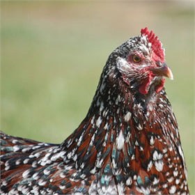 Speckled Sussex chicken 