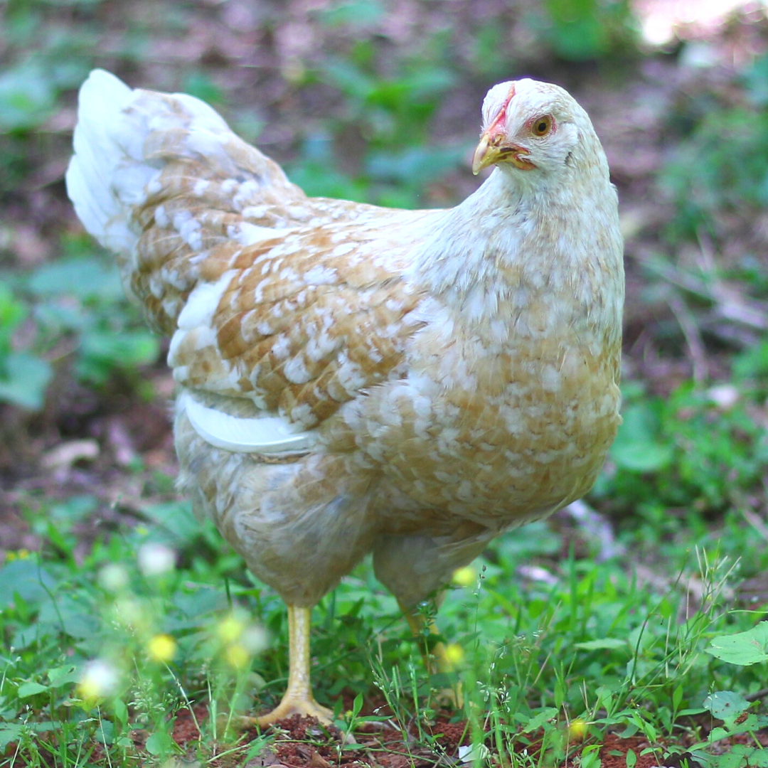 Swedish Flower Hen
