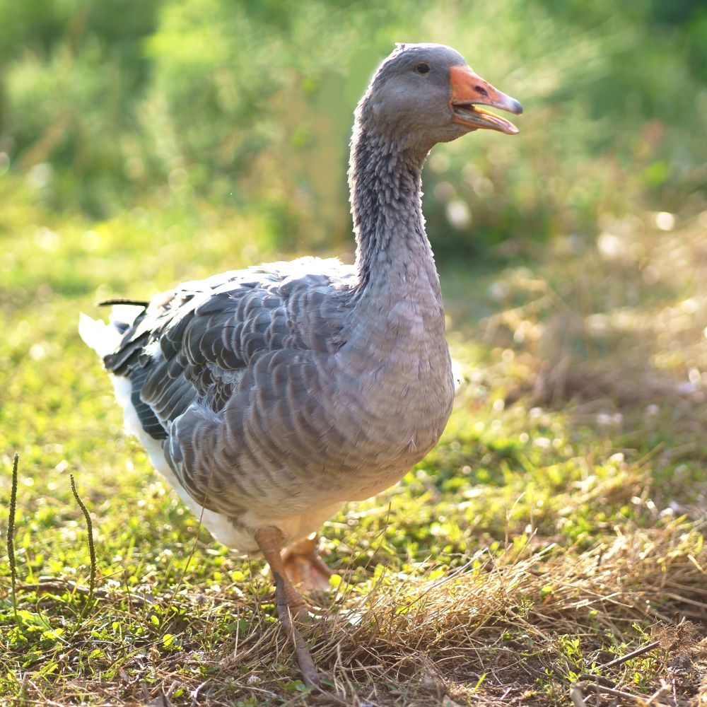 Goslings: Toulouse