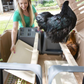 Ultimate Chicken Coop w/feeder and waterer (up to 6 chickens)