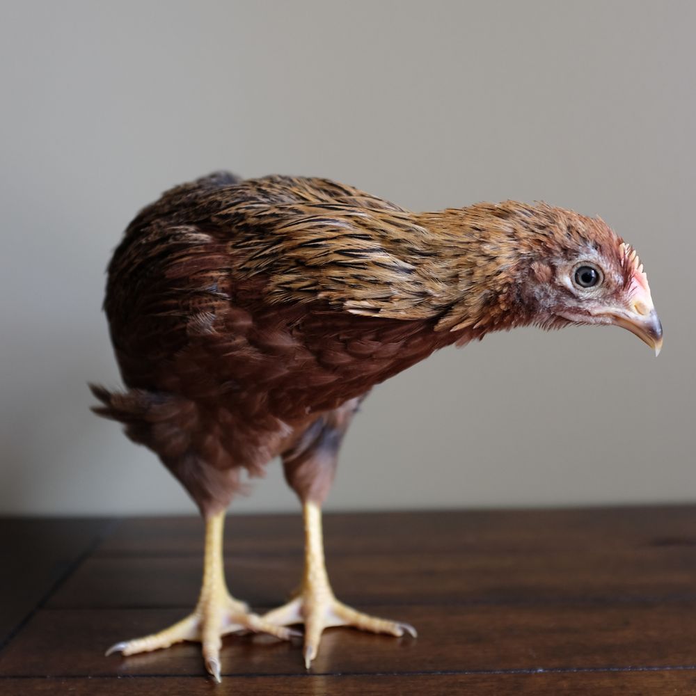 Welsummer chicken 