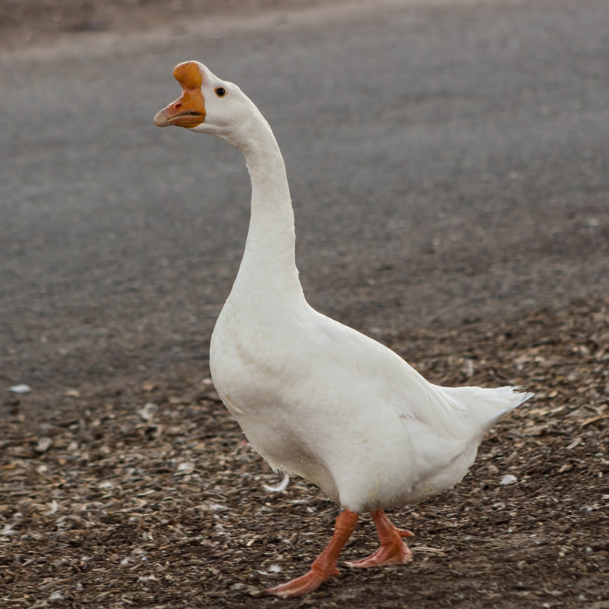 Goslings: White Chinese - My Pet Chicken
