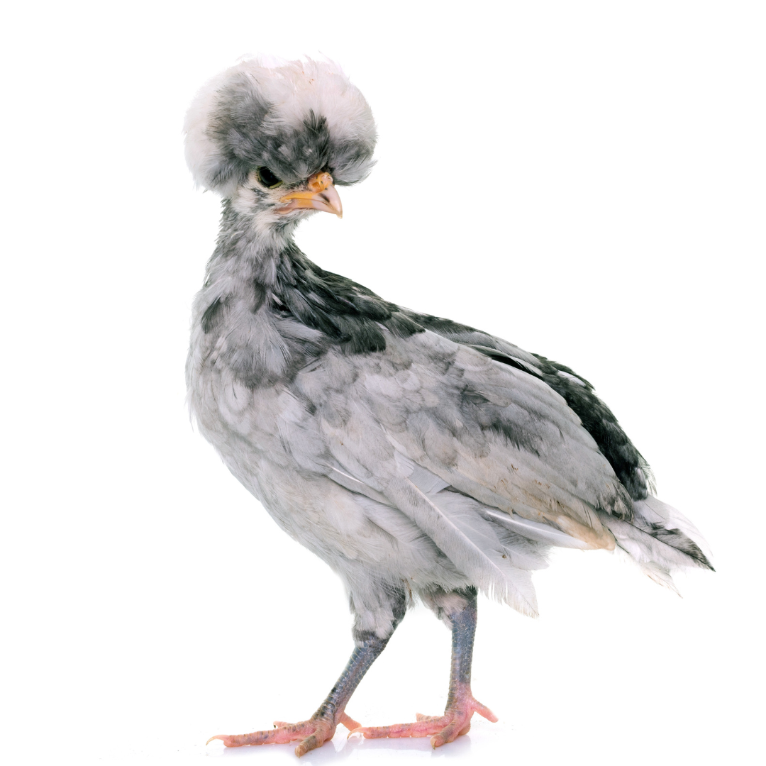 White Crested Blue Polish chicken pullet