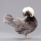 Pullet: White Crested Blue Polish, Shipping week of