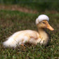 Ducklings: White Crested