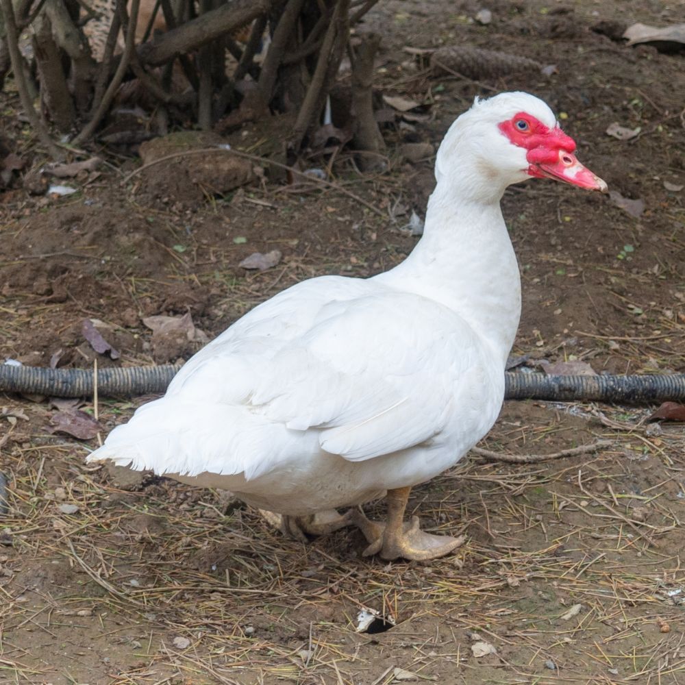 White Muscovy Ducks Are Muscovy Ducks The Perfect Pet Meet The Big white-muscovy-ducks-are-muscovy-ducks-the-perfect-pet-meet-the-big