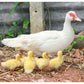 Ducklings: White Muscovy